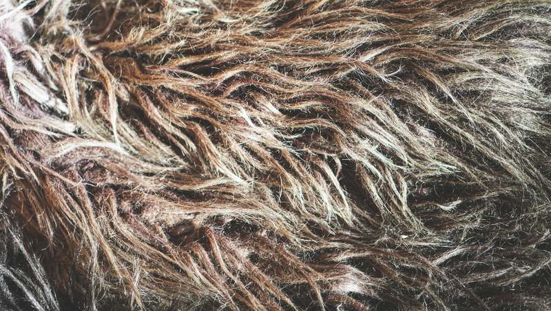 Hands using a mat splitter on a golden retriever's matted fur