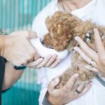 Mat Control Grooming Guide: 7 Proven Tips to Avoid Painful Tangles