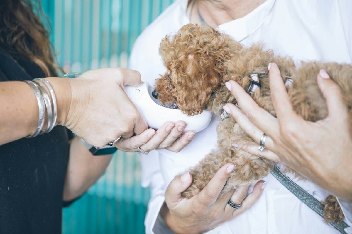 Mat Control Grooming Guide: 7 Proven Tips to Avoid Painful Tangles