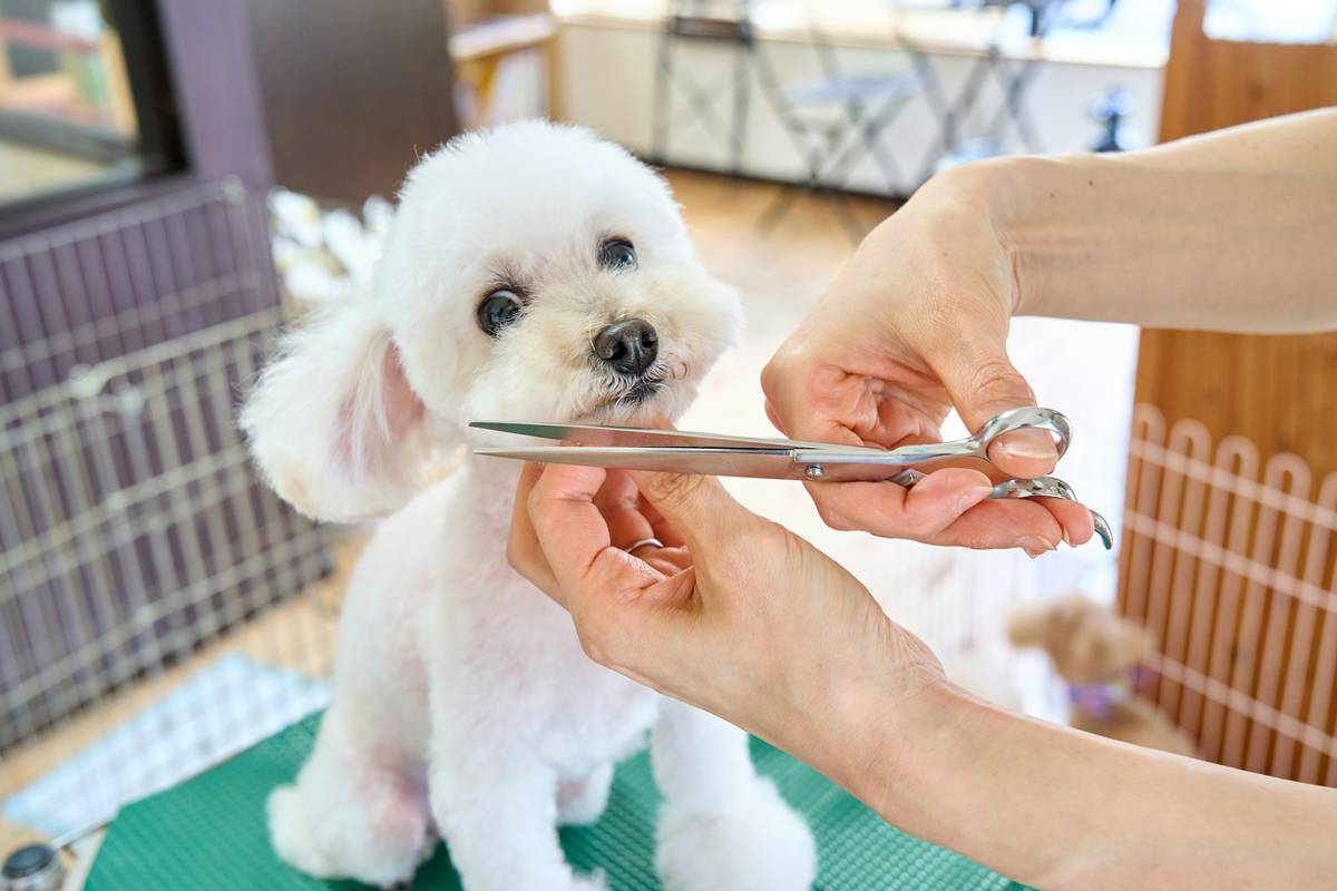 Close-up of a golden retriever's matted undercoat being gently separated with a stainless steel mat splitter as part of a mat control grooming guide
